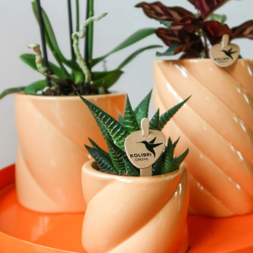 LA GREEN TOUCH - Pot décoratif candy - pêche