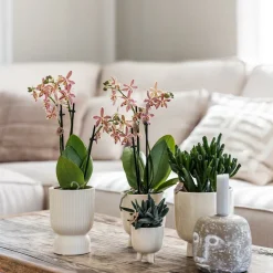 LA GREEN TOUCH - Pot décoratif diabolo travertine