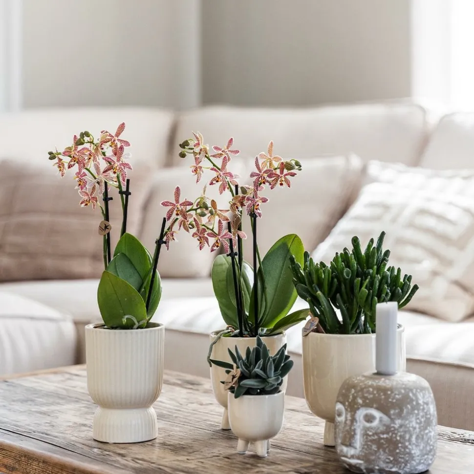 LA GREEN TOUCH - Pot décoratif diabolo travertine