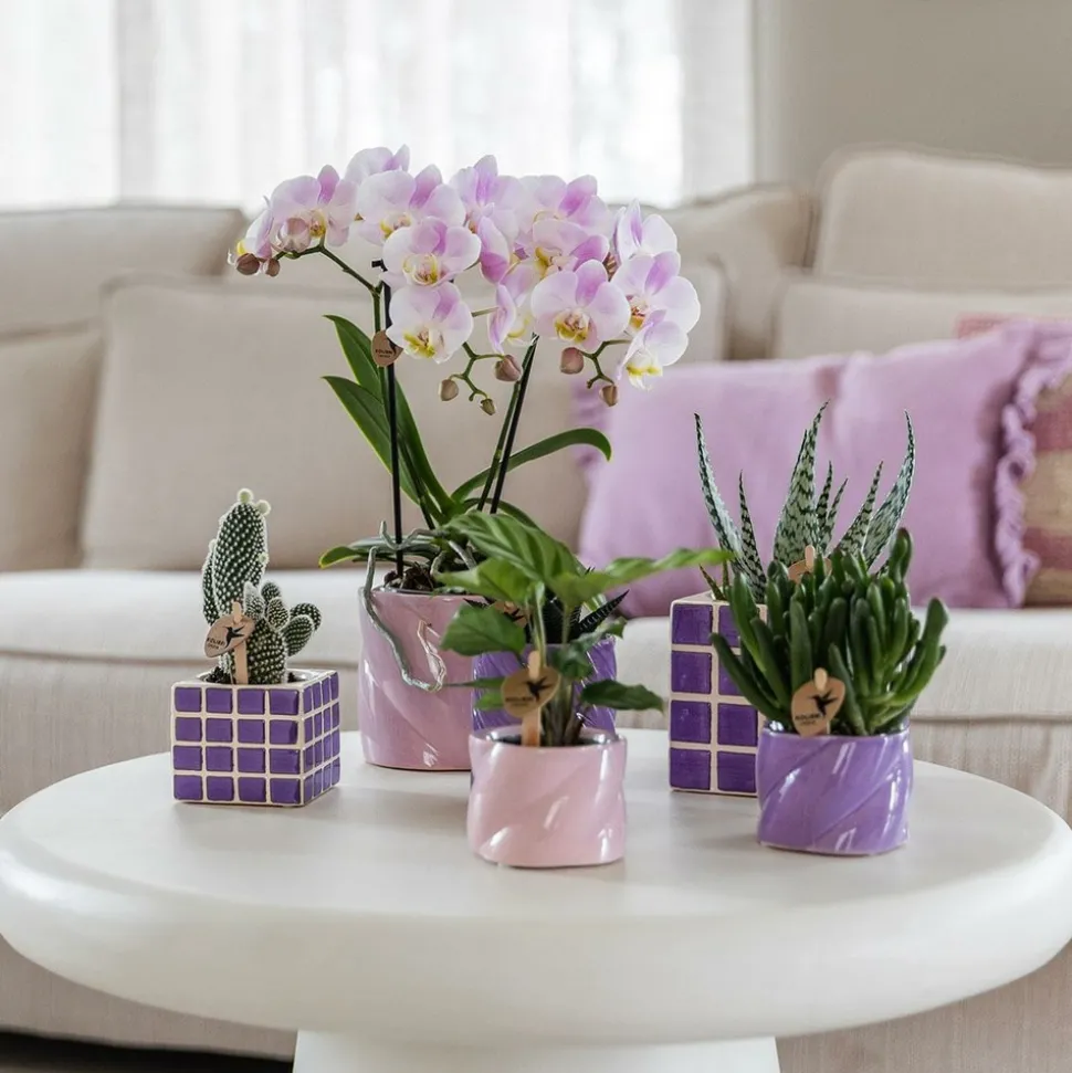 LA GREEN TOUCH - Pot décoratif mosa lilac