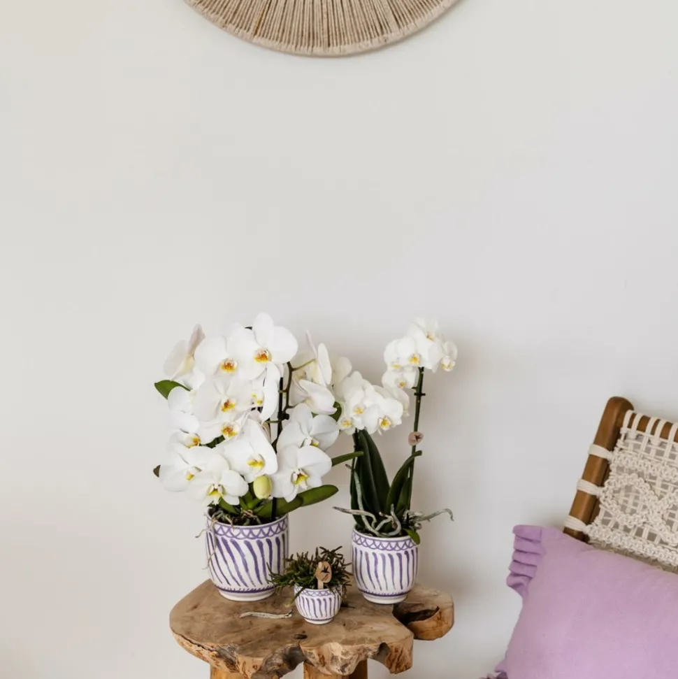 LA GREEN TOUCH - Pot décoratif granada - lilas