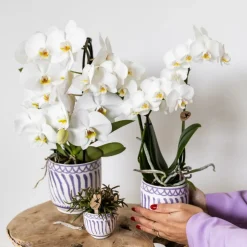 LA GREEN TOUCH - Pot décoratif granada - lilas