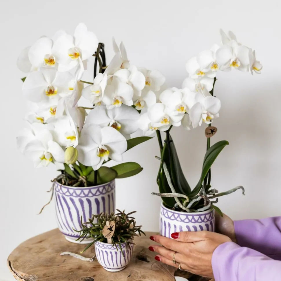 LA GREEN TOUCH - Pot décoratif granada - lilas