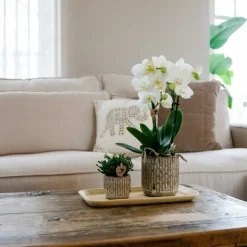 LA GREEN TOUCH - Pot décoratif en céramique jaguar