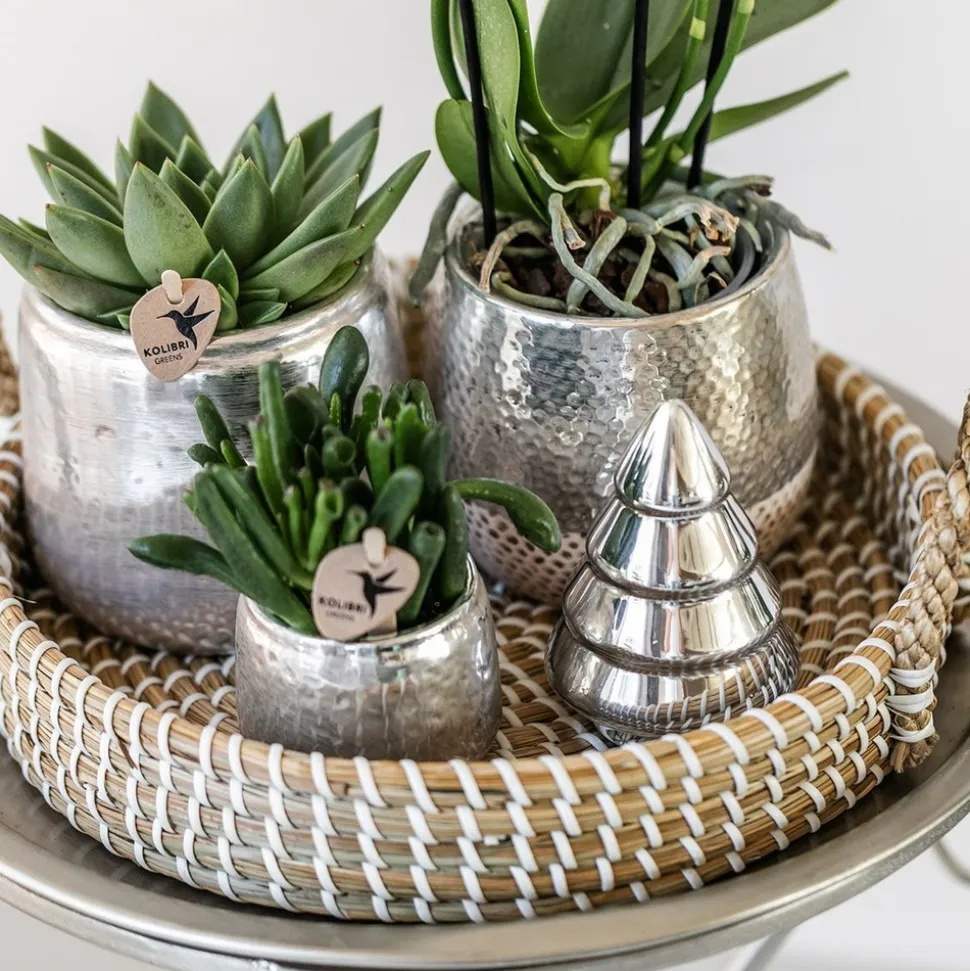 LA GREEN TOUCH - Pot décoratif elite argenté brillant