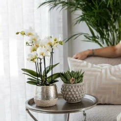 LA GREEN TOUCH - Pot décoratif elite argenté brillant