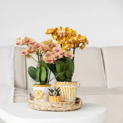 LA GREEN TOUCH - Pot décoratif painted stripe - orange