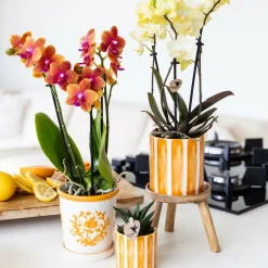 LA GREEN TOUCH - Pot décoratif painted stripe - orange