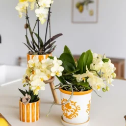 LA GREEN TOUCH - Pot décoratif painted stripe - orange