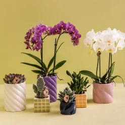 LA GREEN TOUCH - Pot décoratif candy rose