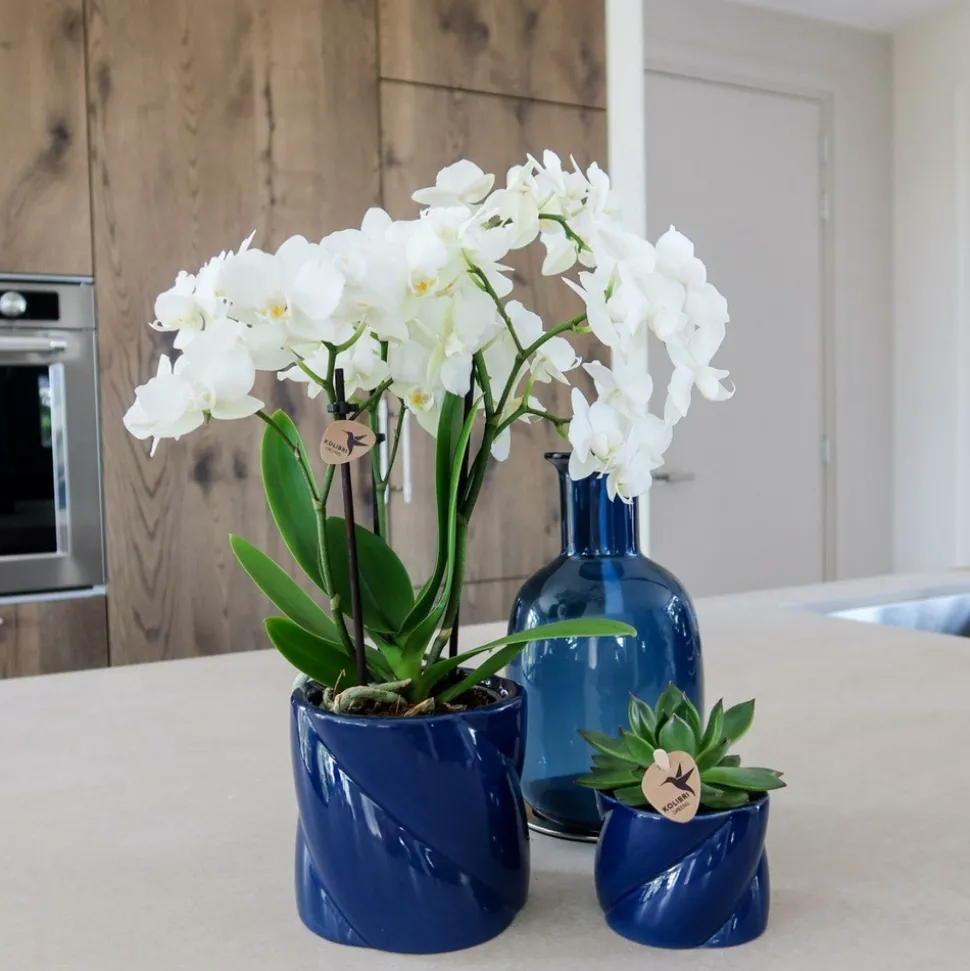 LA GREEN TOUCH - Pot décoratif candy bleu