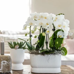 LA GREEN TOUCH - Pot décoratif diabolo blanc