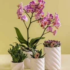 LA GREEN TOUCH - Pot décoratif candy - blanc - haut