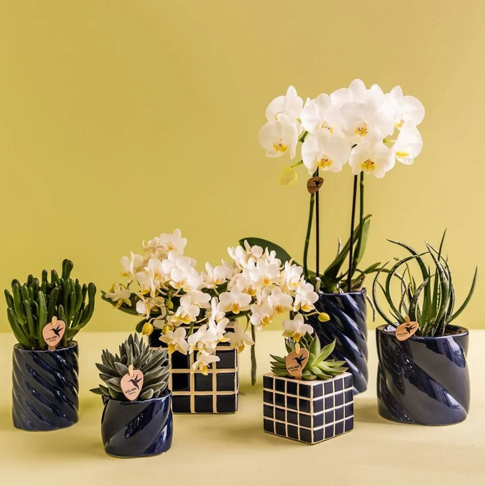 LA GREEN TOUCH - Pot décoratif candy bleu vibrant