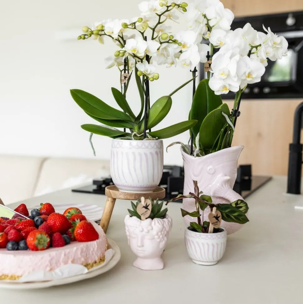 LA GREEN TOUCH - Pot décoratif fish rose