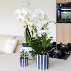 LA GREEN TOUCH - Pot décoratif painted stripe - bleu