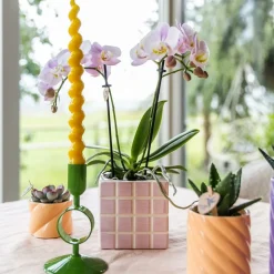 LA GREEN TOUCH - Pot décoratif peach candy