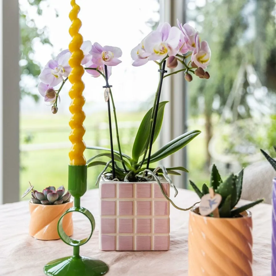 LA GREEN TOUCH - Pot décoratif peach candy