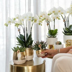 LA GREEN TOUCH - Pot décoratif elite or - accessoire luxe