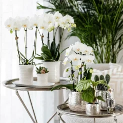 LA GREEN TOUCH - Pot décoratif elite argenté