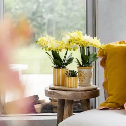 LA GREEN TOUCH - Pot décoratif à rayures peintes - jaune