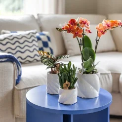 LA GREEN TOUCH - Pot décoratif candy - blanc