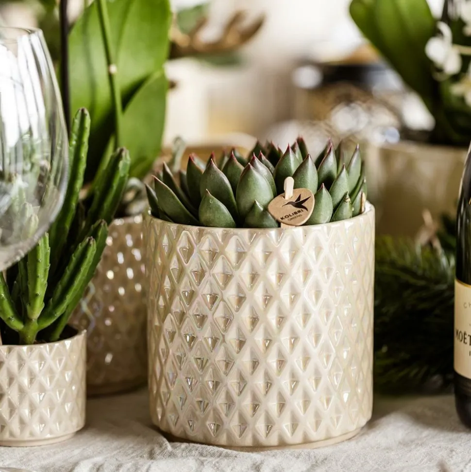 LA GREEN TOUCH - Pot diamond pearl en travertin