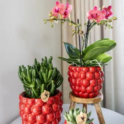 LA GREEN TOUCH - Pot en céramique rouge