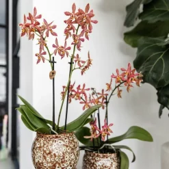 LA GREEN TOUCH - Pot safari - céramique élégante pour plantes