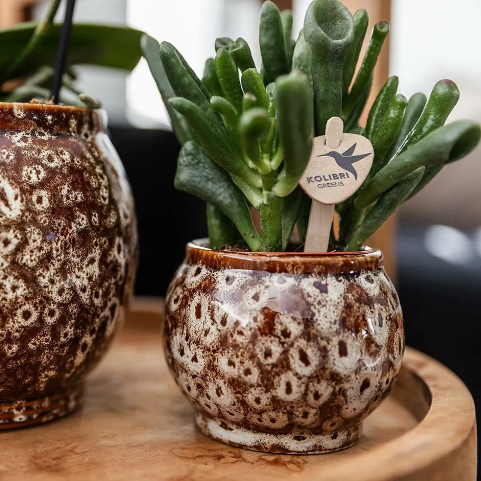 LA GREEN TOUCH - Pot safari décoratif en céramique