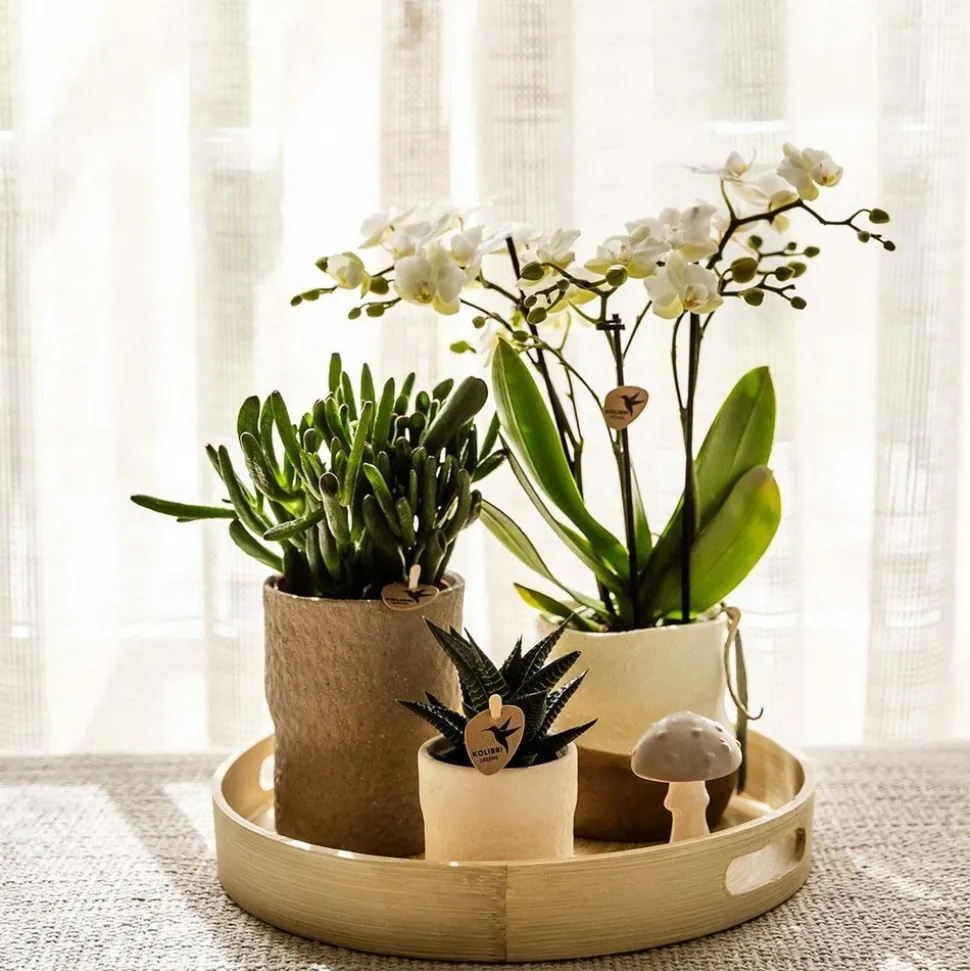 LA GREEN TOUCH - Sierpot blanc rustique