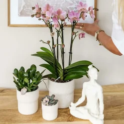 LA GREEN TOUCH - Sierpot blanc rustique