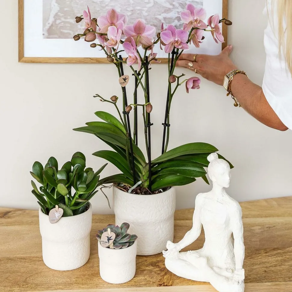 LA GREEN TOUCH - Sierpot blanc rustique