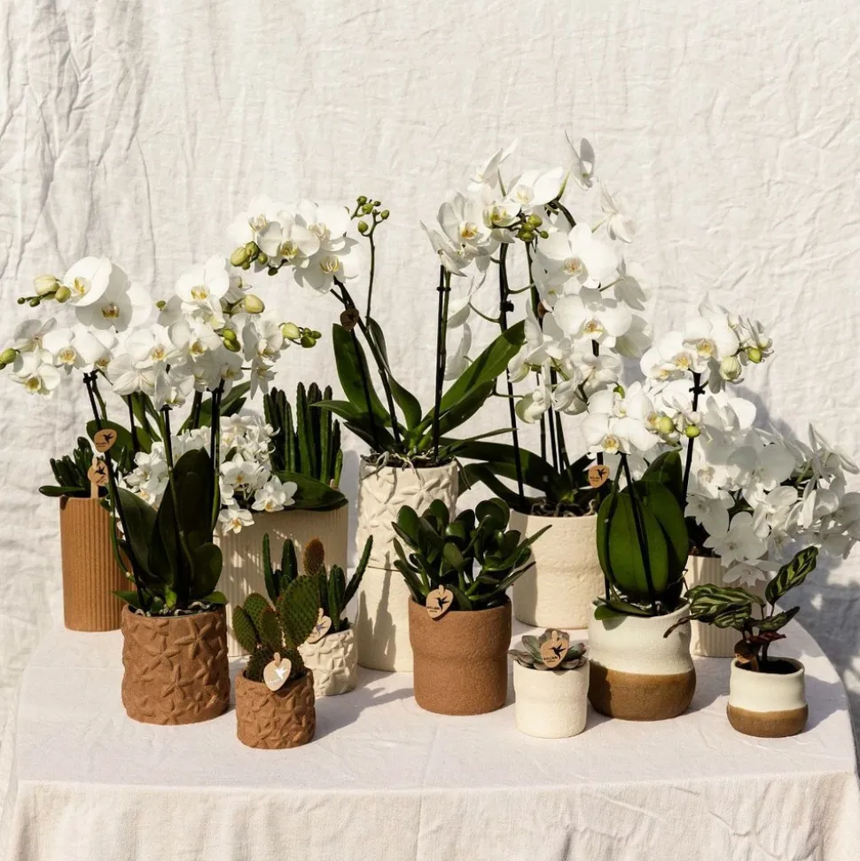 LA GREEN TOUCH - Sierpot blanc rustique