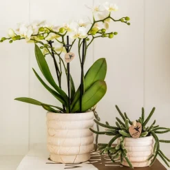 LA GREEN TOUCH - Sierpot en céramique marble light