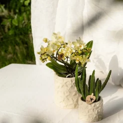 LA GREEN TOUCH - Star fish - pot décoratif - sable