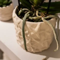 LA GREEN TOUCH - Star fish - pot décoratif - sable