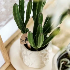 LA GREEN TOUCH - Star fish pot décoratif - sable