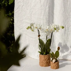 LA GREEN TOUCH - Star fish - pot décoratif marron