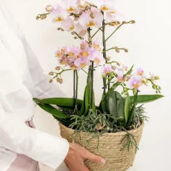LA GREEN TOUCH - Système d'arrosage pour orchidées avec réservoir et mèches