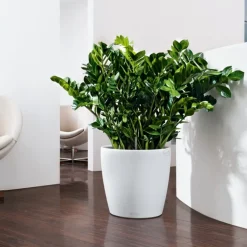 LECHUZA - Pot Classico Color en polypropylène, blanc D35 x H. 33 cm