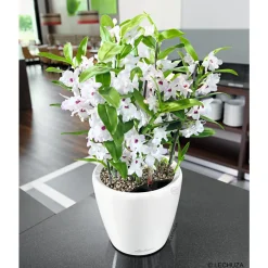 LECHUZA - Pot Classico Premium, coloris blanc D.35cm