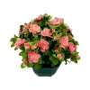MARICHAL - Coupe de 11 azalée rose, H37Cm - L44Cm, 3,5Kg