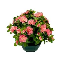 MARICHAL - Coupe de 11 azalée rose, H37Cm - L44Cm, 3,5Kg