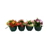 MARICHAL - Coupe de mini roses assorties, 17xH20cm (1kg)