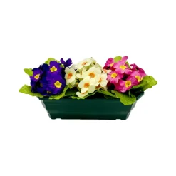 MARICHAL - Jardinière 30Cm de primevères en couleurs assorties, H25 CM - L38 Cm