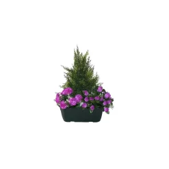 MARICHAL - Jardinière de cyprès/œillets/mini roses assortis, 25xH40cm (1,5kg)