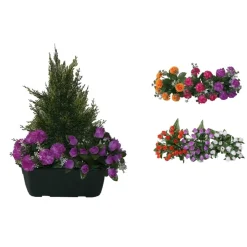 MARICHAL - Jardinière de cyprès/œillets/mini roses assortis, 25xH40cm (1,5kg)