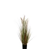 MICA - Herbe panache dogtail en pot, vert H. 120 cm