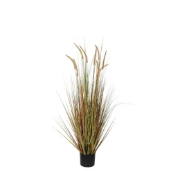 MICA - Herbe panache dogtail en pot, vert H. 120 cm